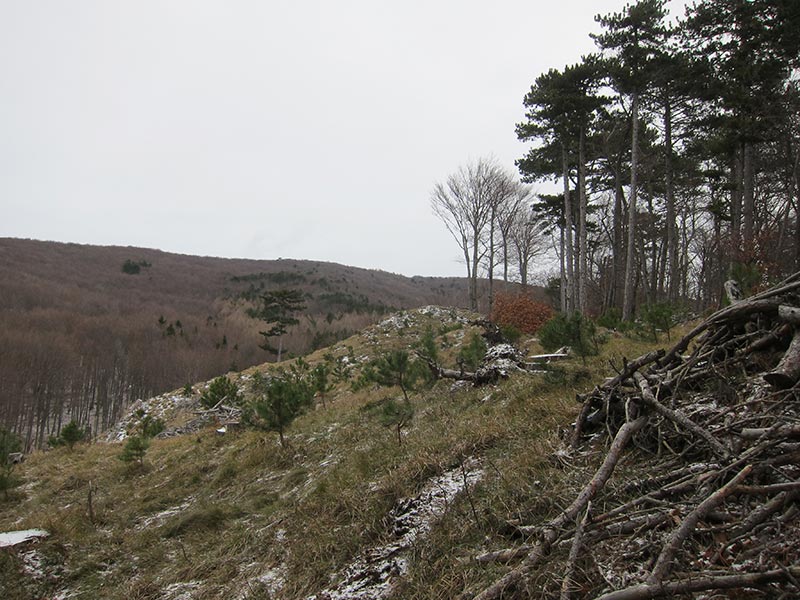 Lindkogel